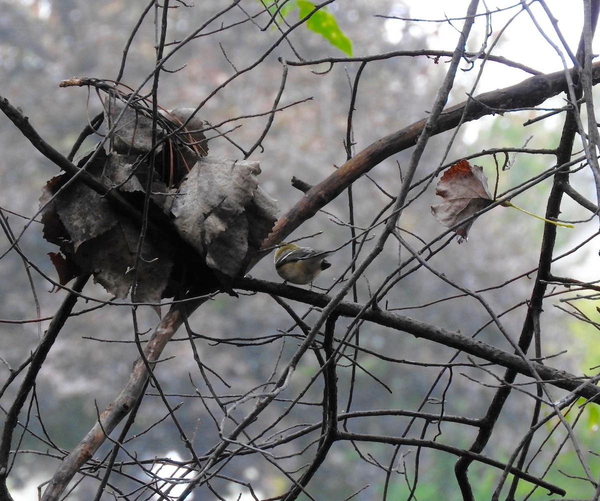 Bay-breasted Warbler - ML71671611