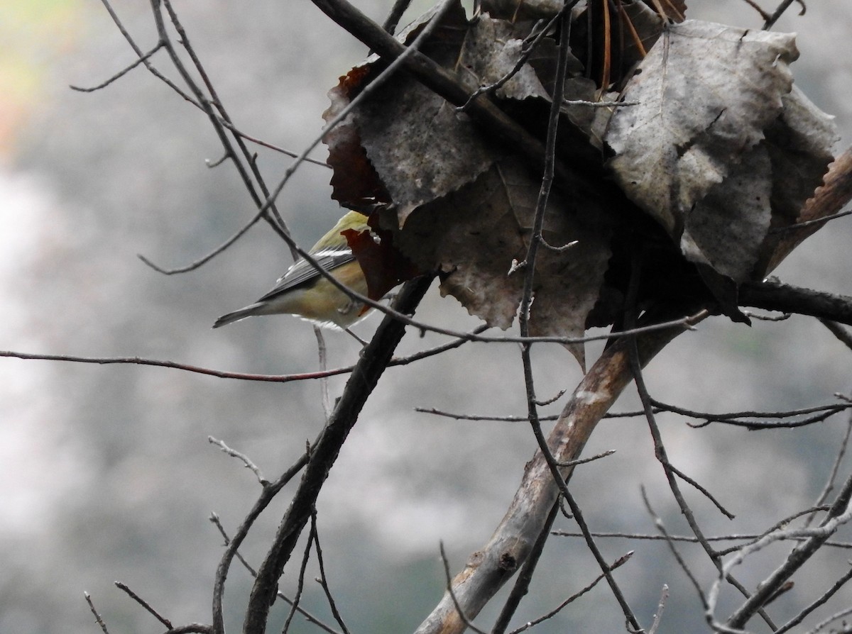Bay-breasted Warbler - ML71671621