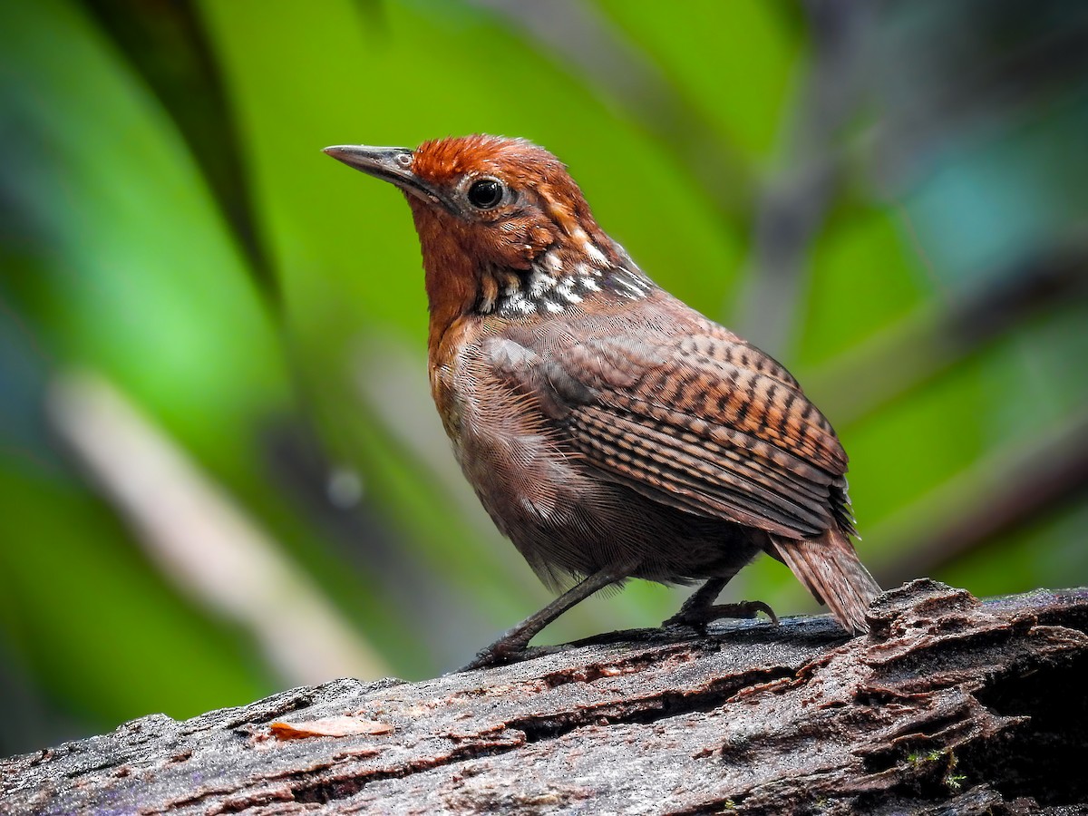 Musician Wren - ML716718