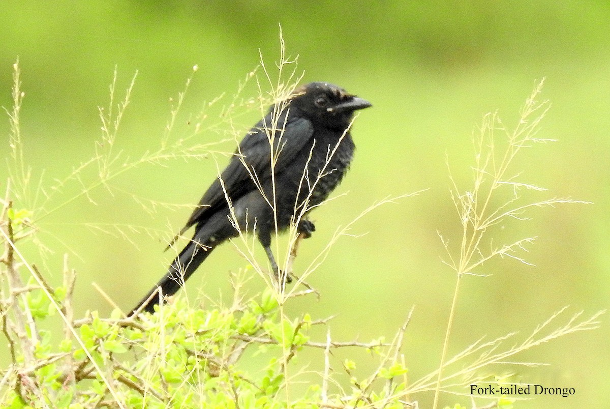 savannedrongo - ML71672071