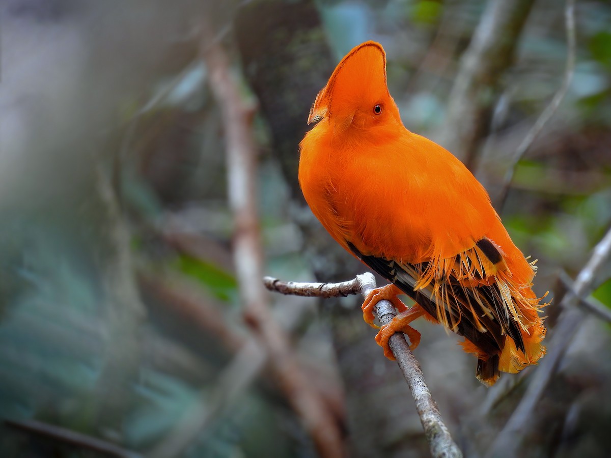 Guianan Cock-of-the-rock - ML716721