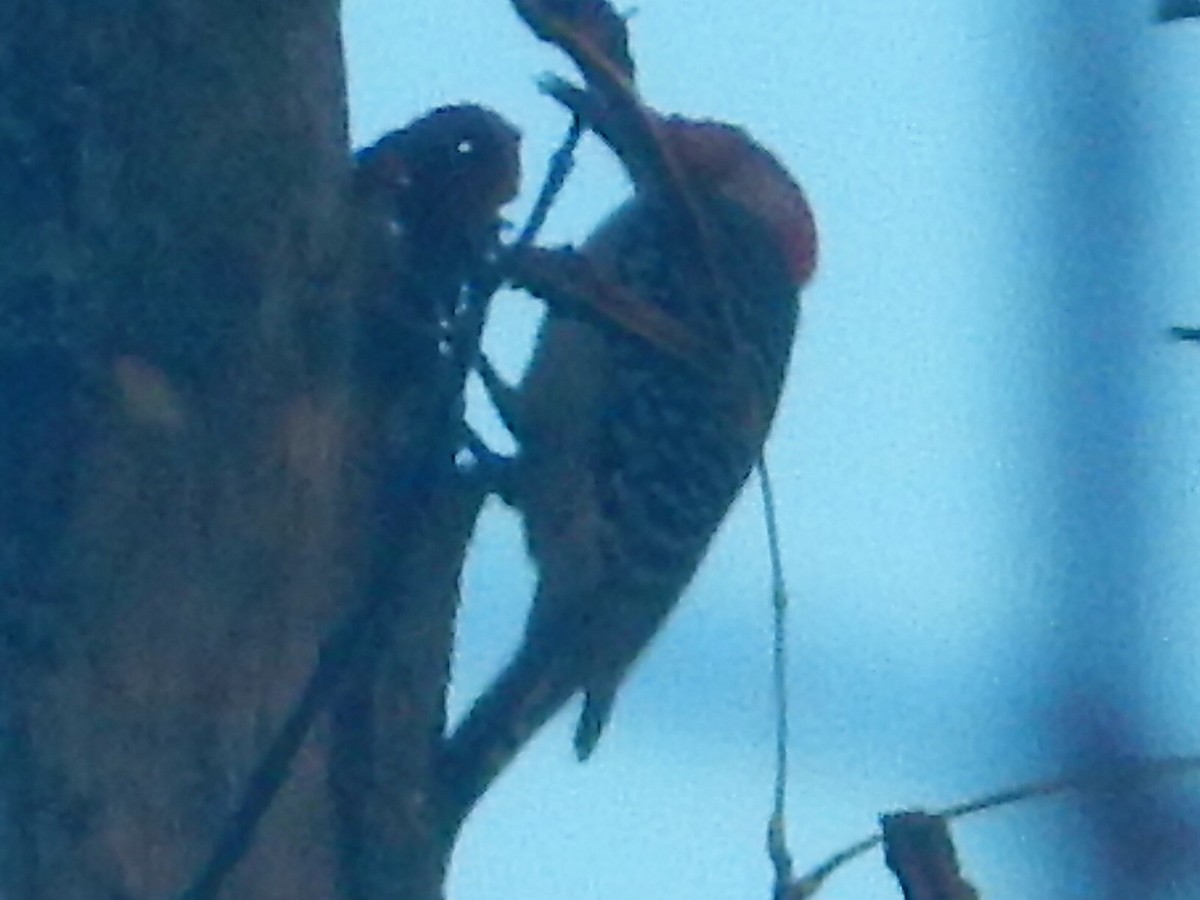 Red-bellied Woodpecker - ML71672111