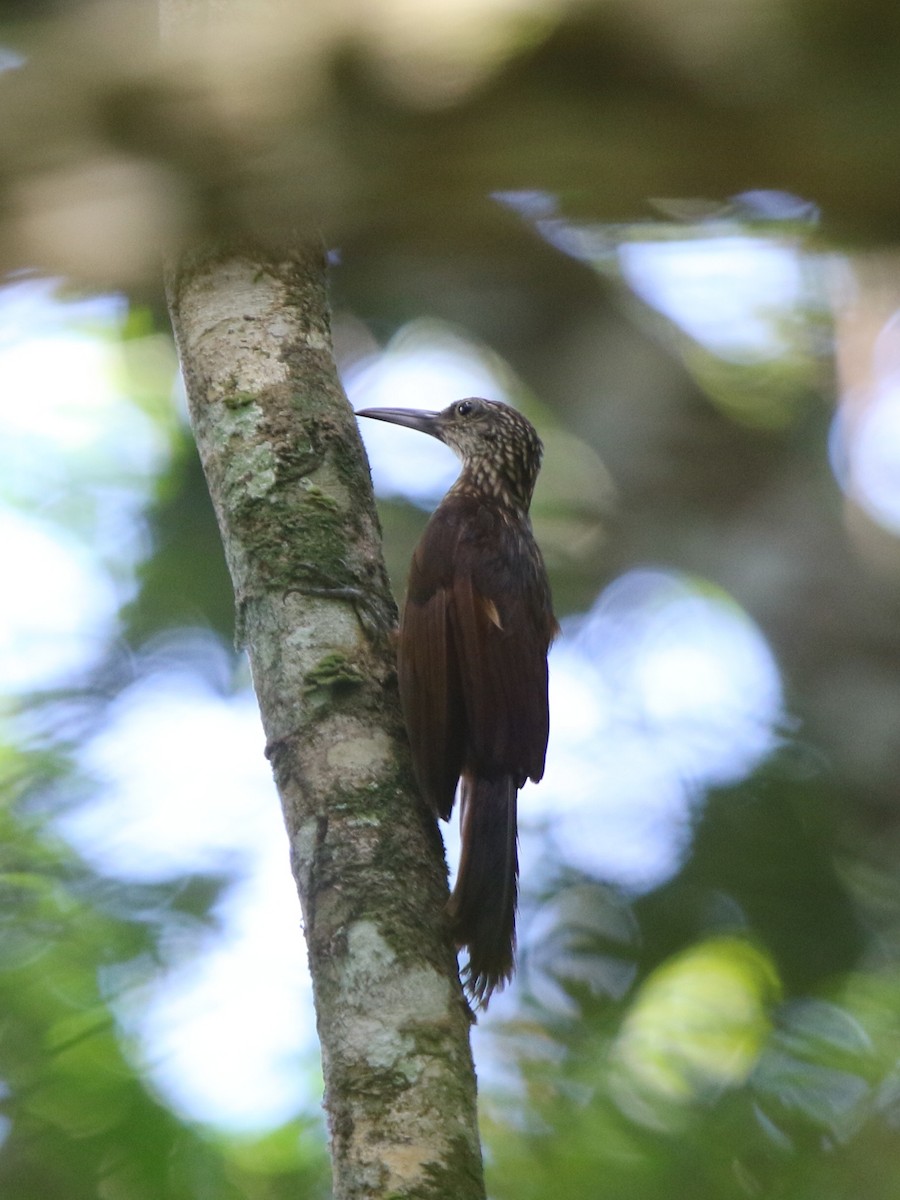 Strong-billed Woodcreeper - ML71672281