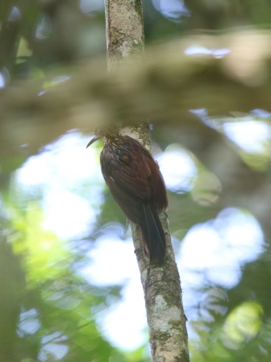 Strong-billed Woodcreeper - ML71672801