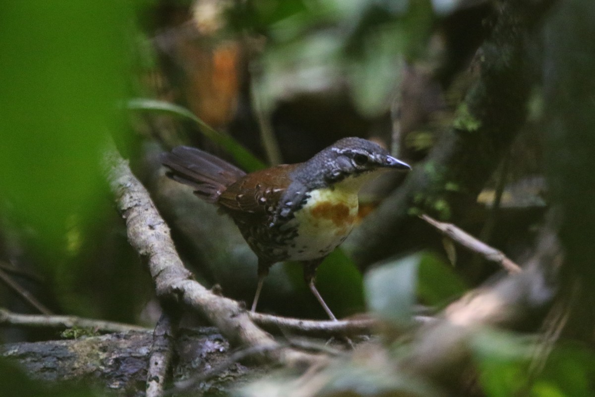 Rusty-belted Tapaculo - Ian Thompson