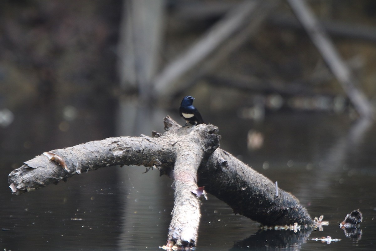 White-banded Swallow - ML71673481