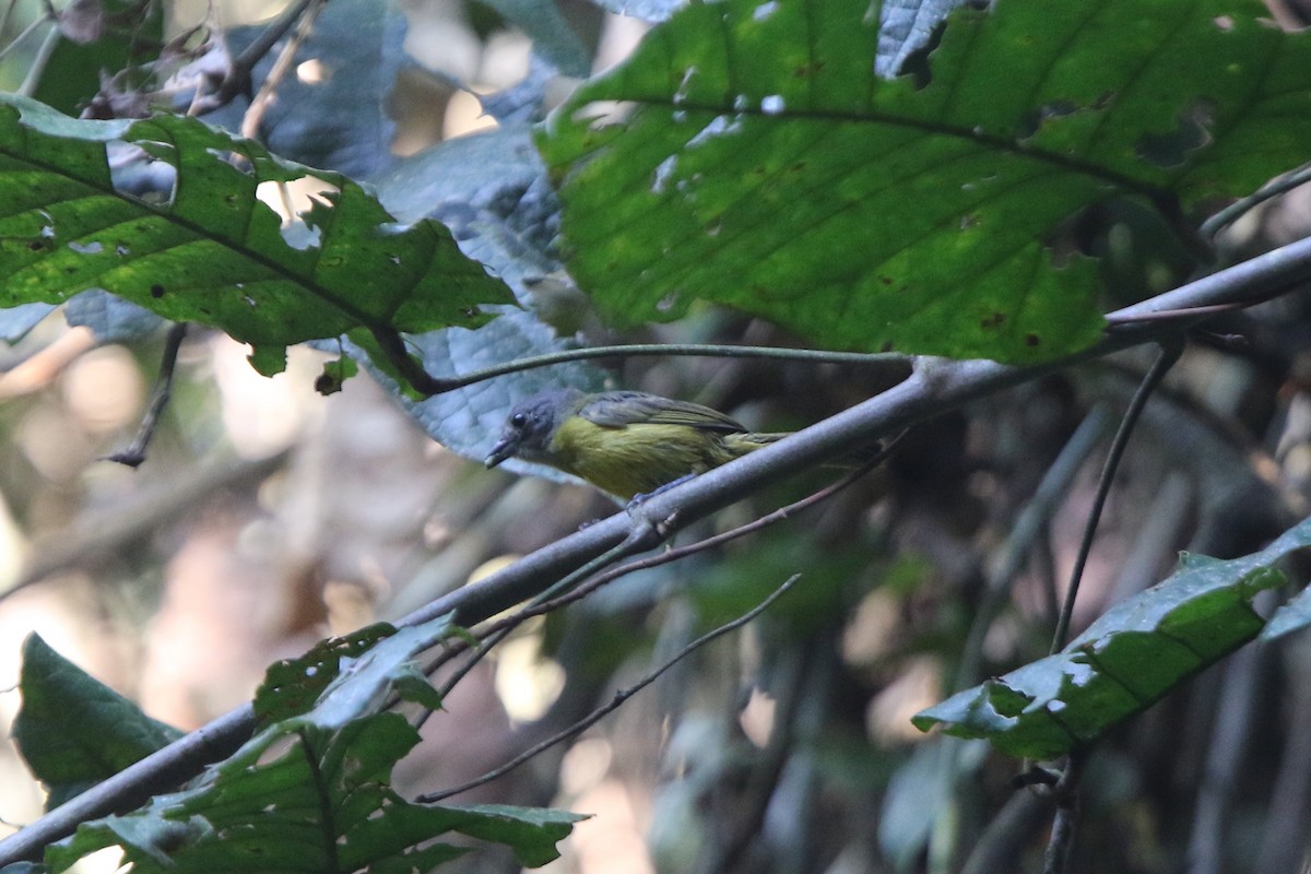 White-shouldered Tanager - ML71673591