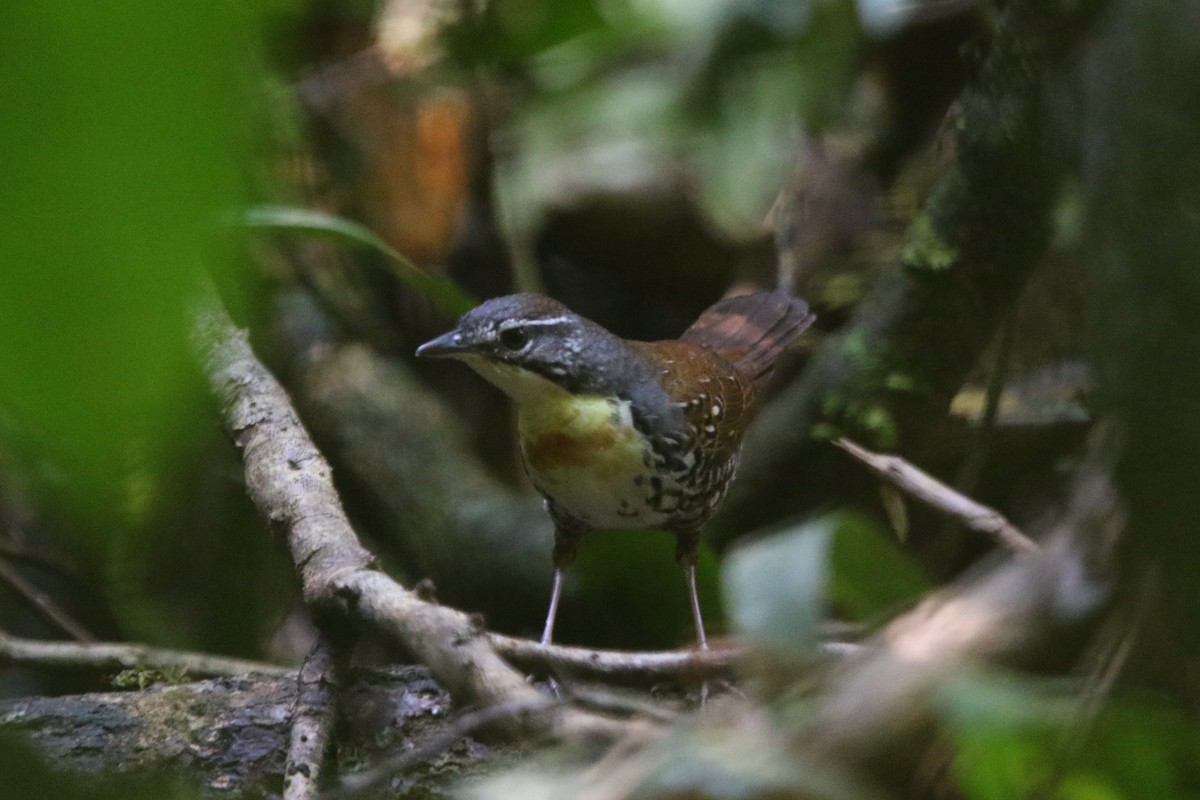 Tapaculo Amazónico - ML71673631