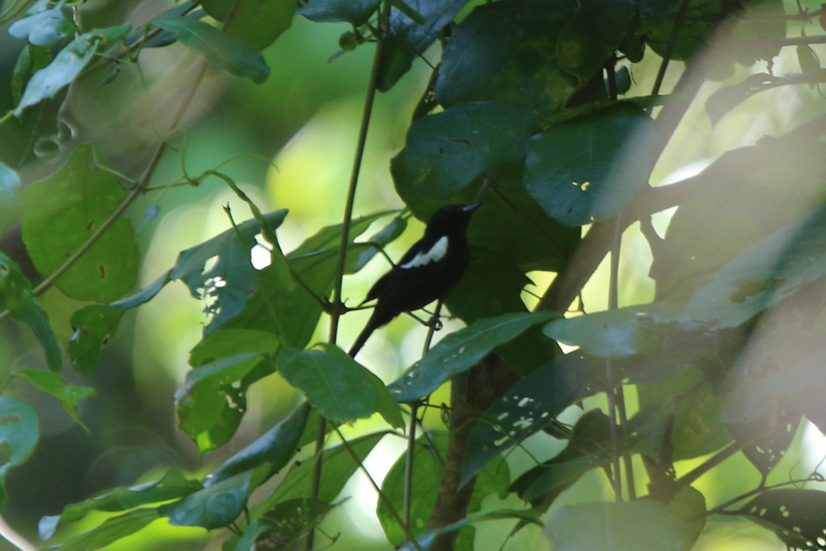 White-shouldered Tanager - ML71673651