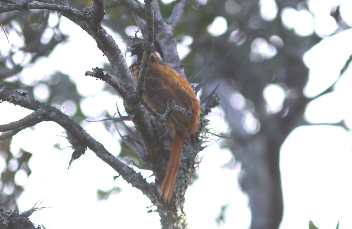 Trepamusgos Barbablanca Andino - ML71673701