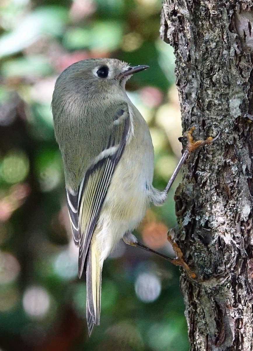 Ruby-crowned Kinglet - Robert Dixon