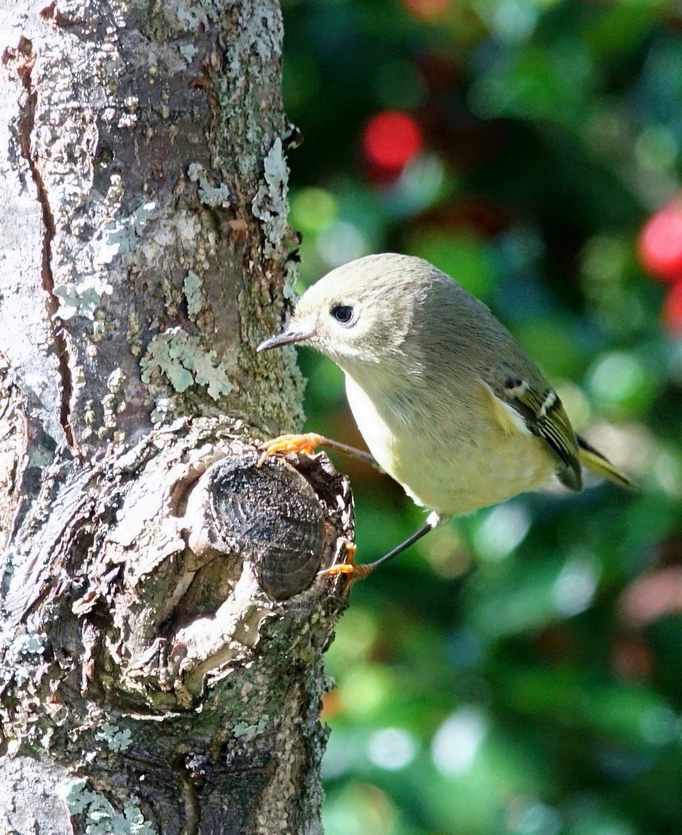 Ruby-crowned Kinglet - ML71673761