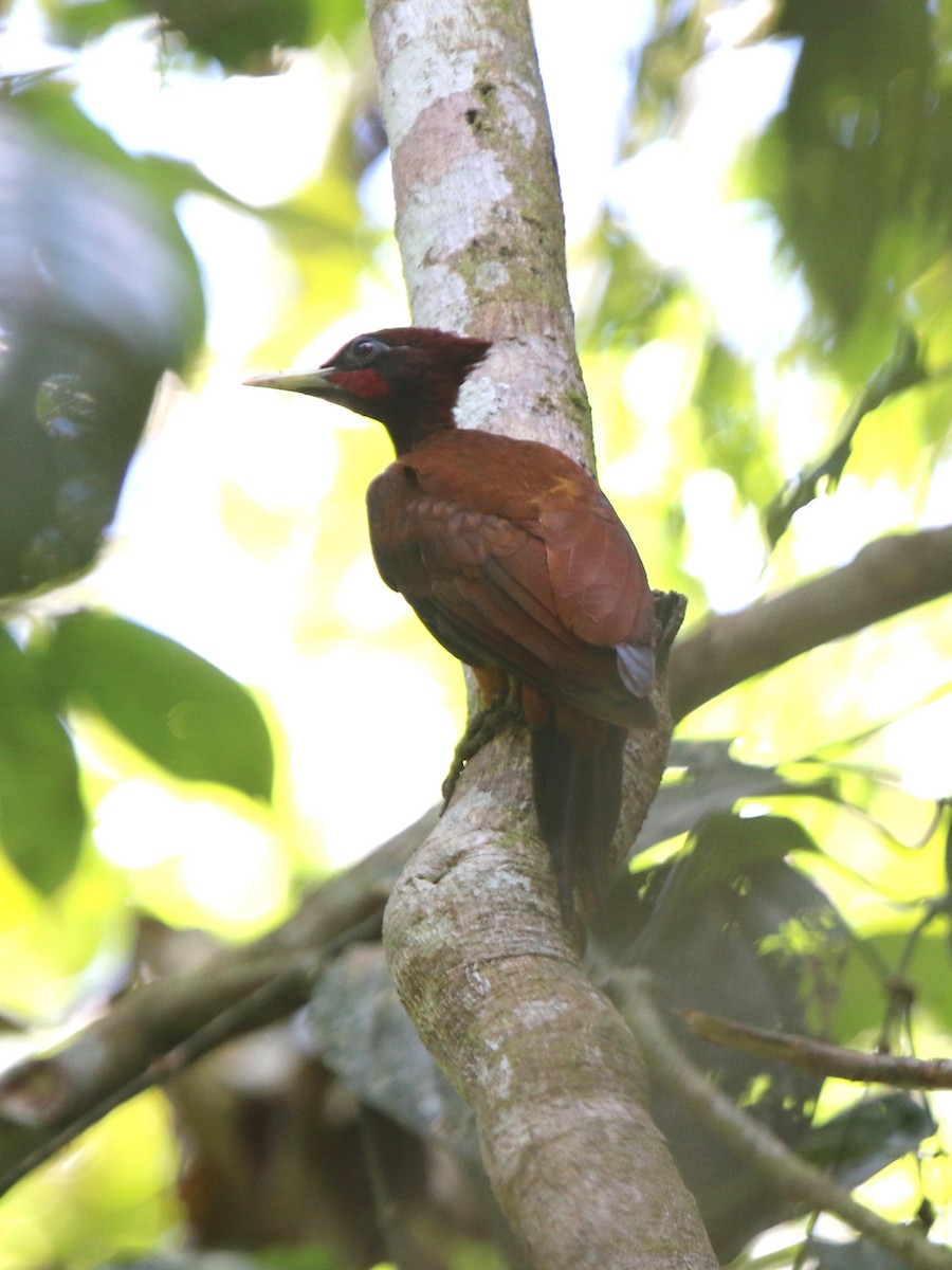 Chestnut Woodpecker - ML71673991