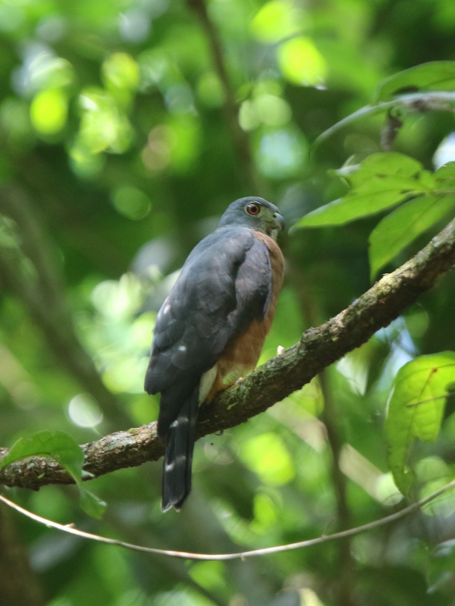 Double-toothed Kite - ML71674021