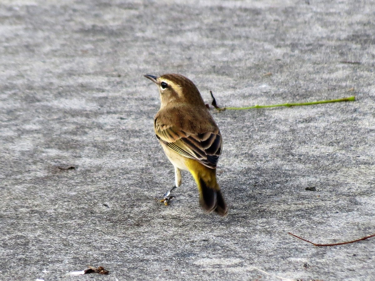 Palm Warbler - ML71674271