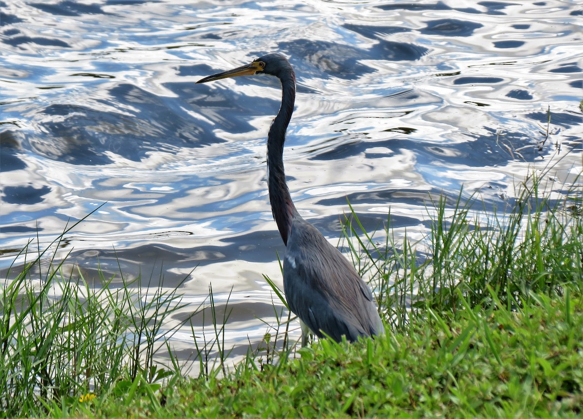 Tricolored Heron - ML71674671