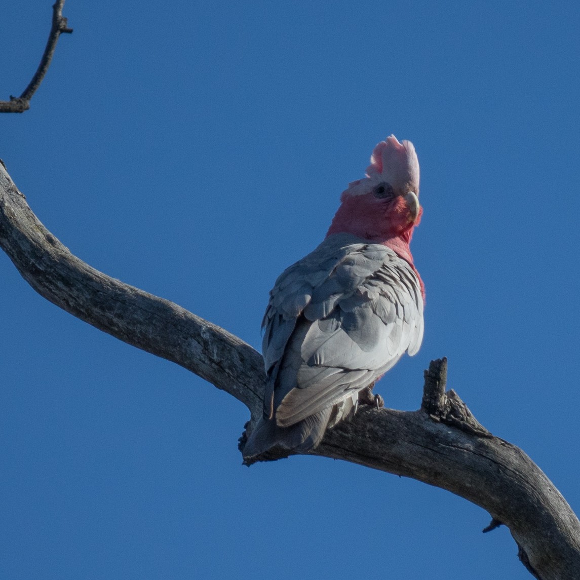 モモイロインコ - ML71675291