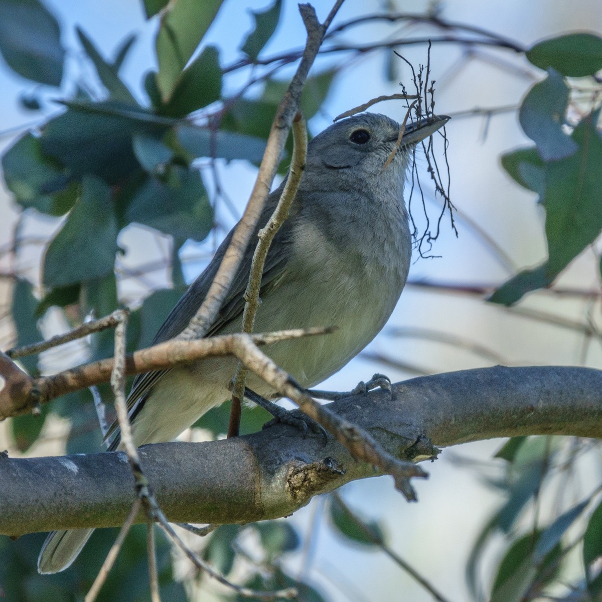 Gray Shrikethrush - ML71675391