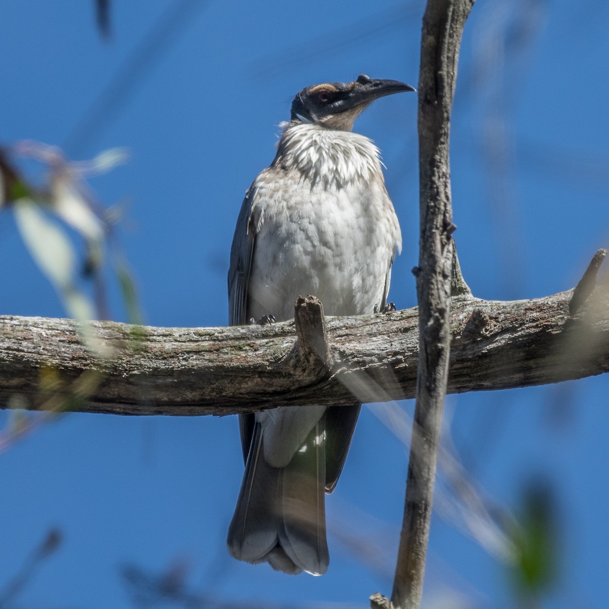 Noisy Friarbird - ML71675491