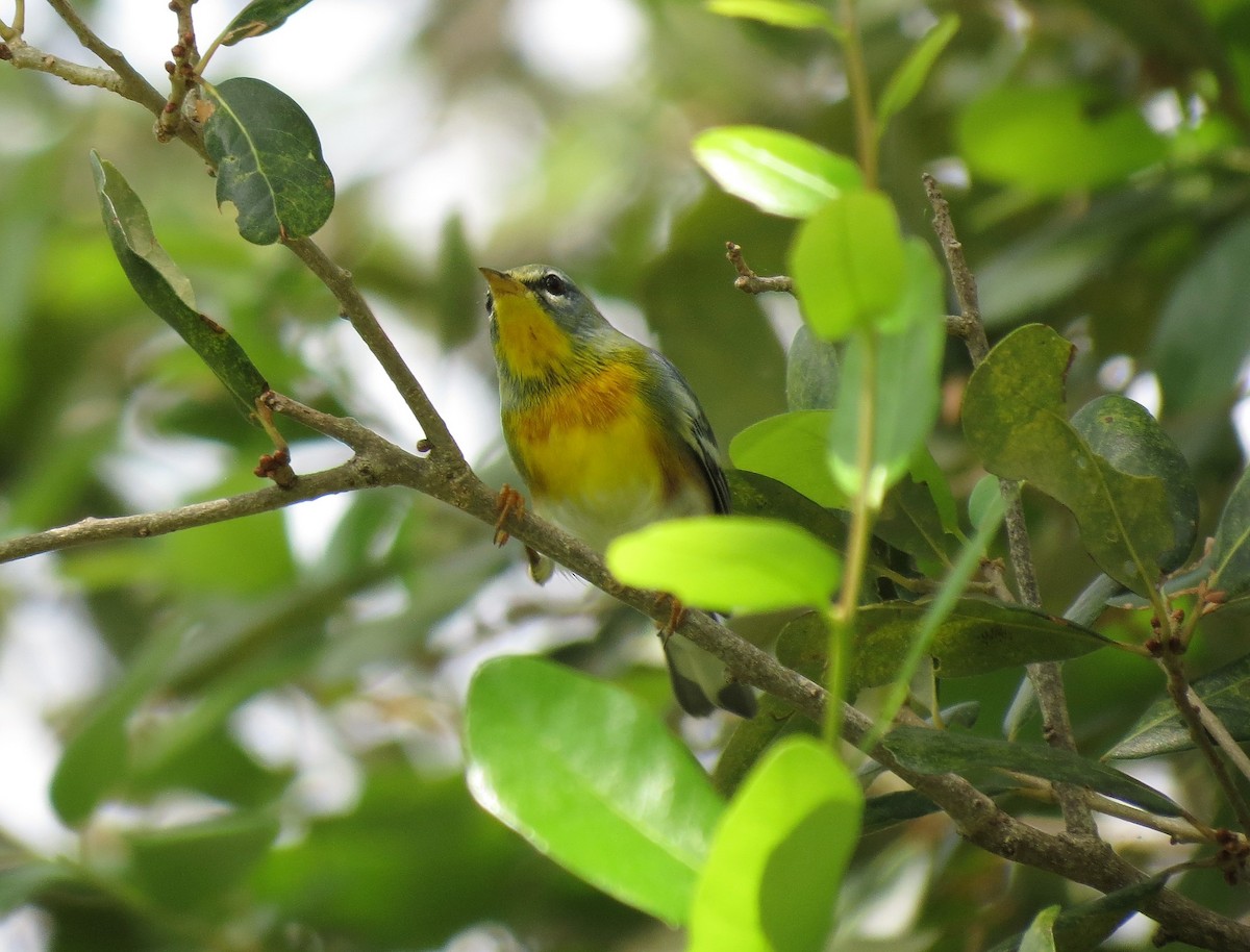 Northern Parula - ML71675631