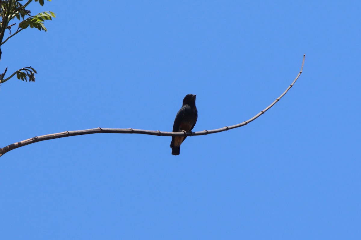 Swallow-winged Puffbird - ML71676131