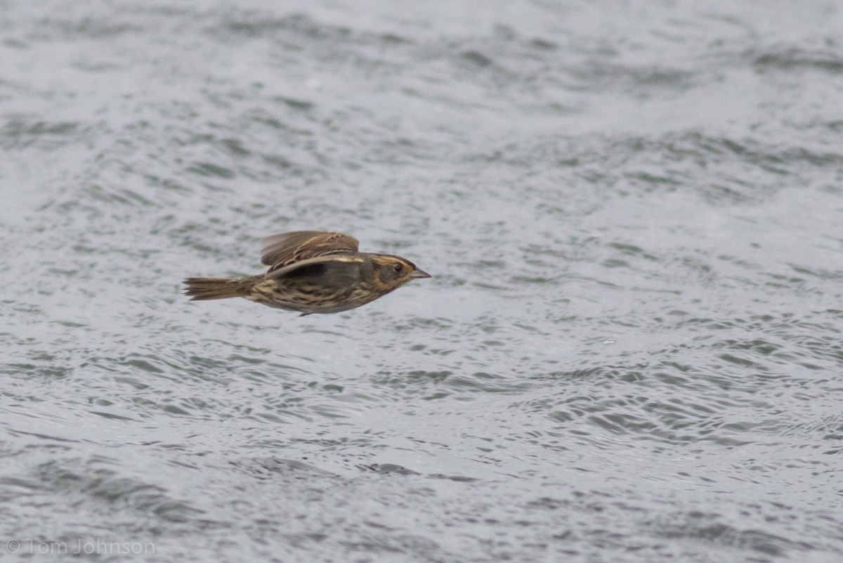 Saltmarsh Sparrow - ML71676451