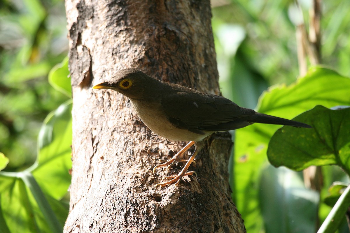 Spectacled Thrush - ML716799