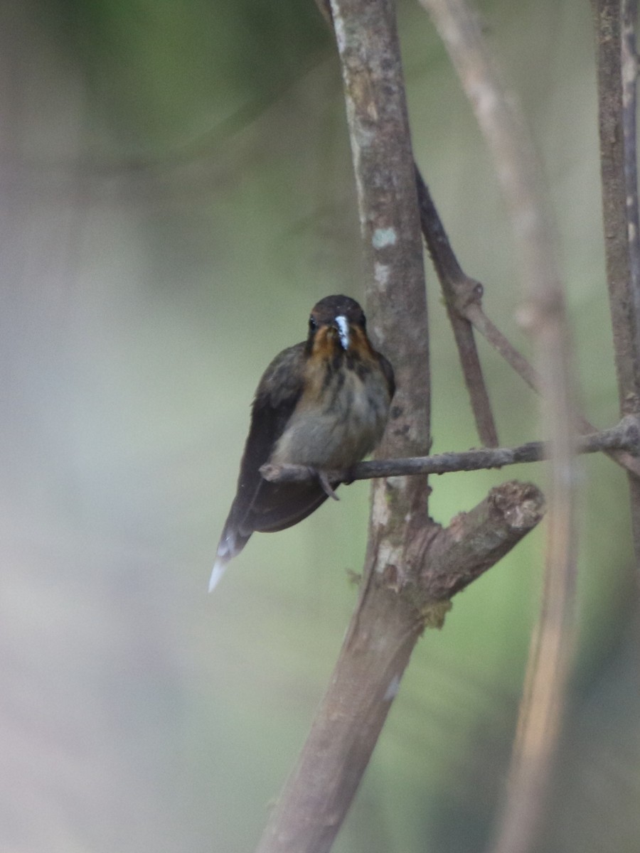 Streak-throated Hermit - ML71680291