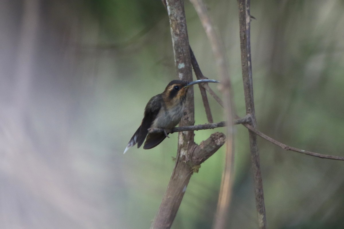 Streak-throated Hermit - Ian Thompson
