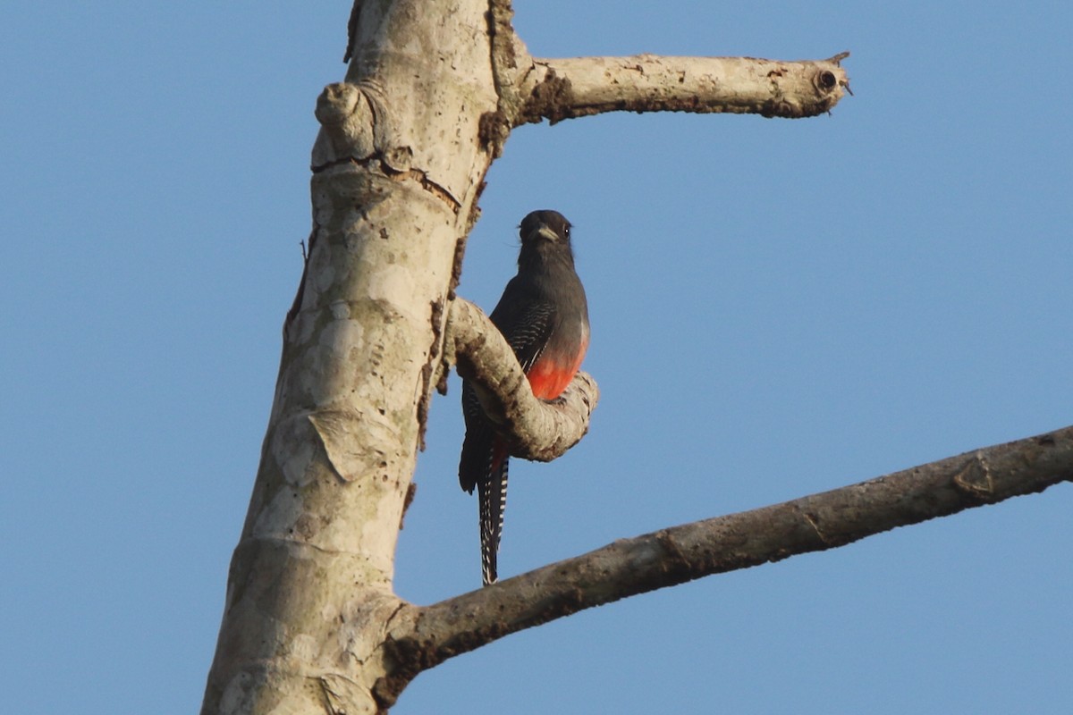 Blue-crowned Trogon - ML71680451