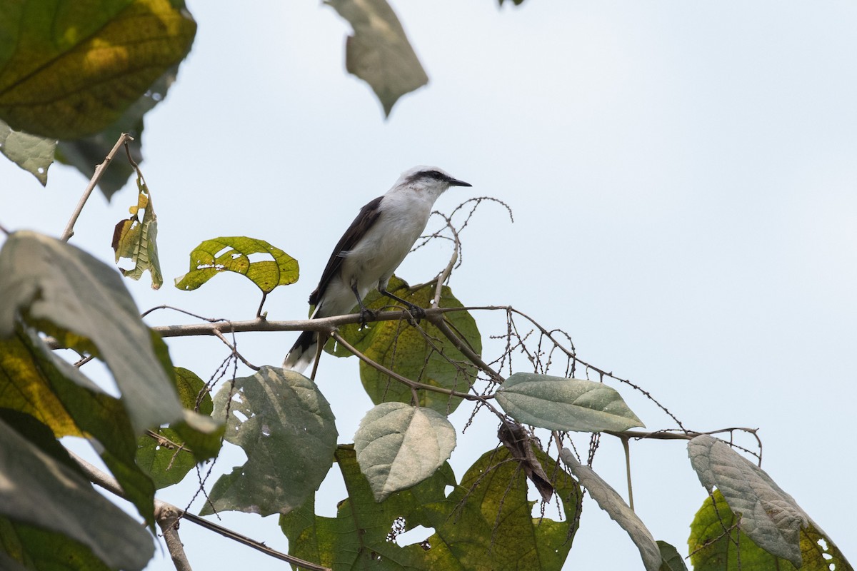 Masked Water-Tyrant - ML71680501