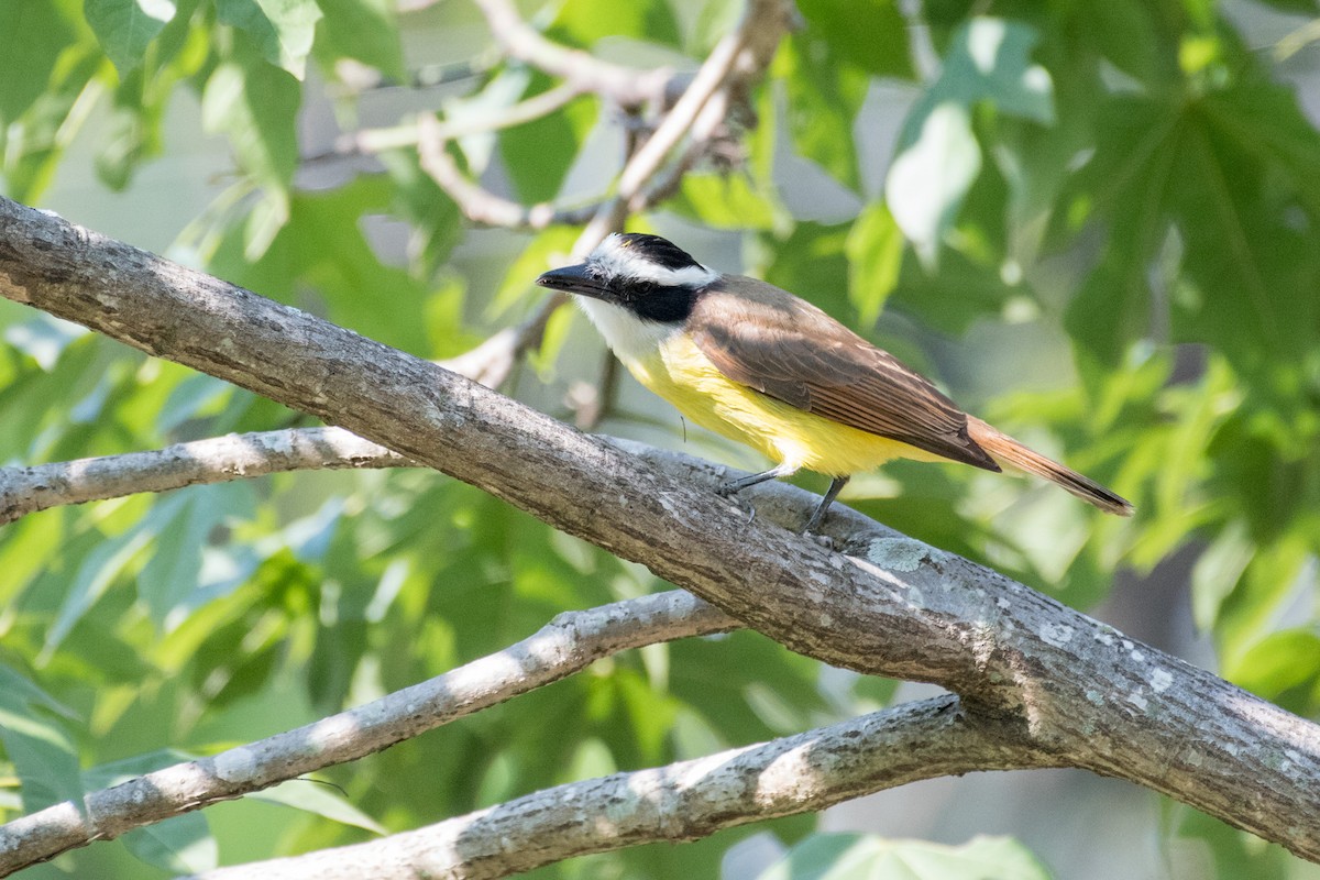 Great Kiskadee - ML71680581