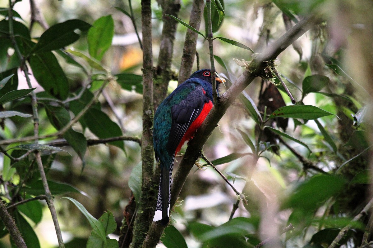 Trogon masqué - ML716806