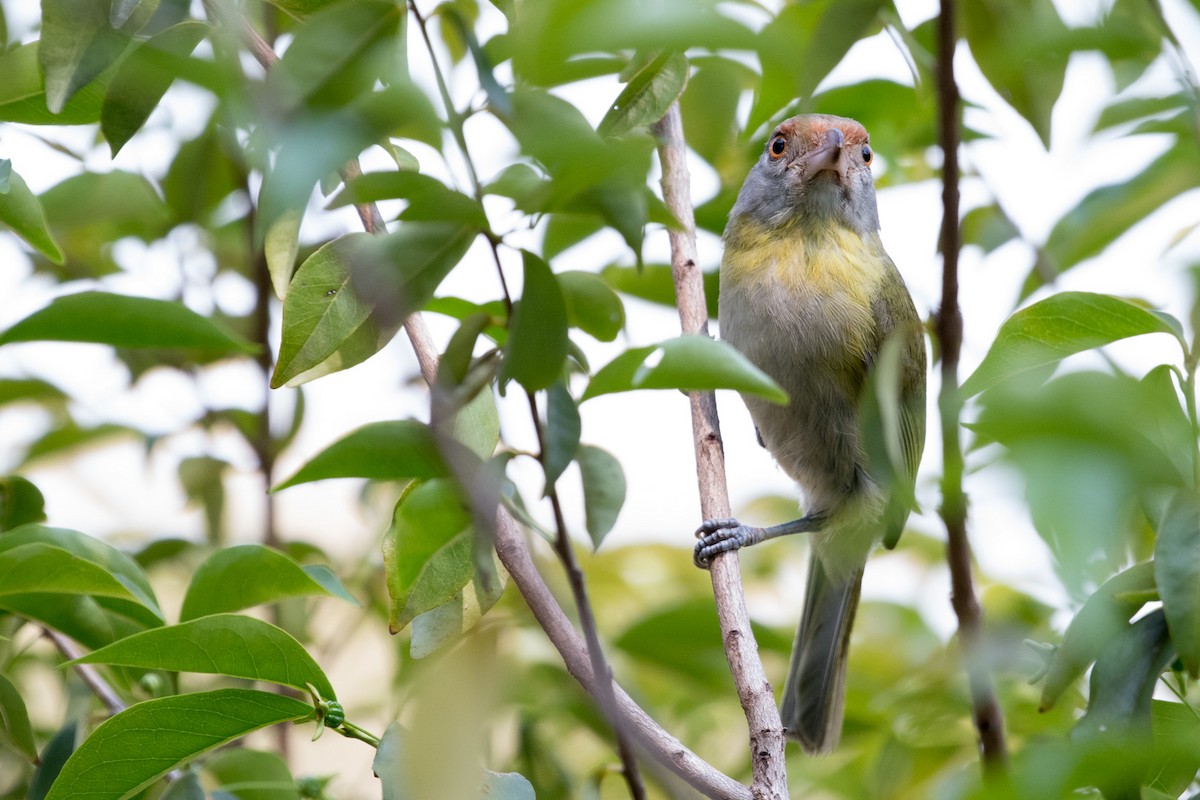 Rufous-browed Peppershrike - ML71680861