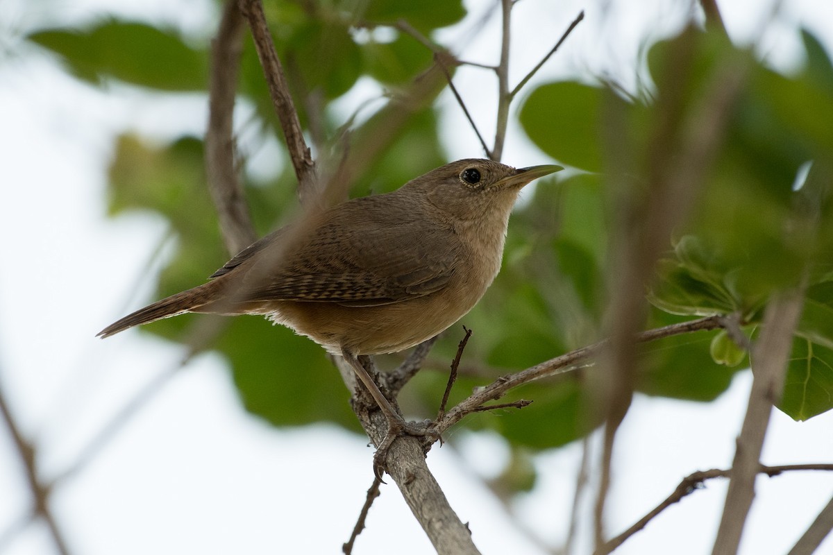 House Wren - Flavio Moraes