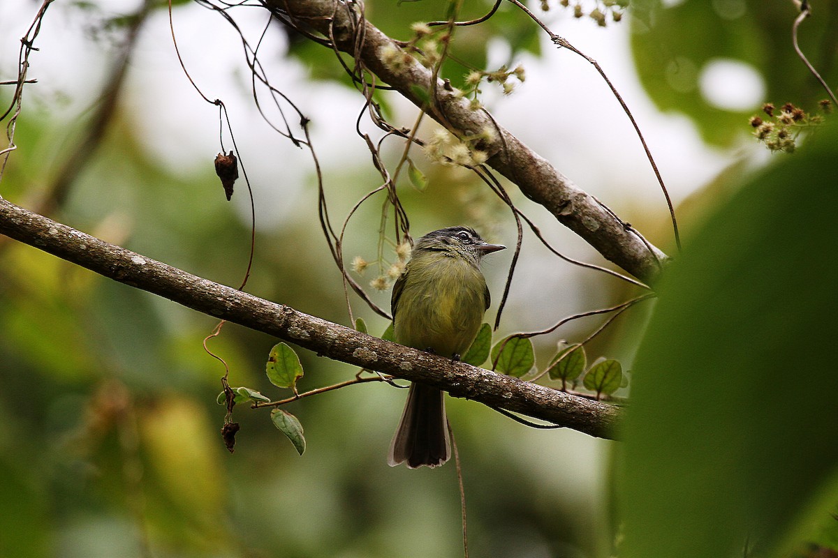 Yellow-olive Flatbill (asemus) - ML716810