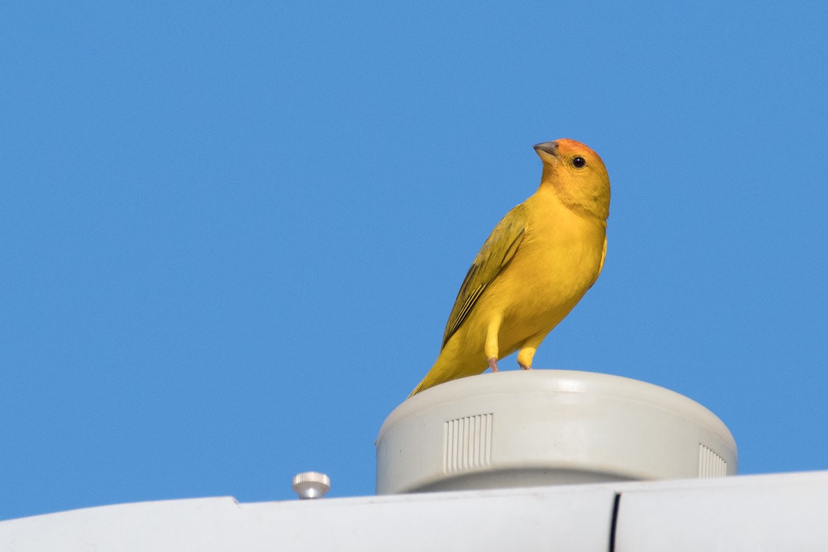 Saffron Finch - ML71681131