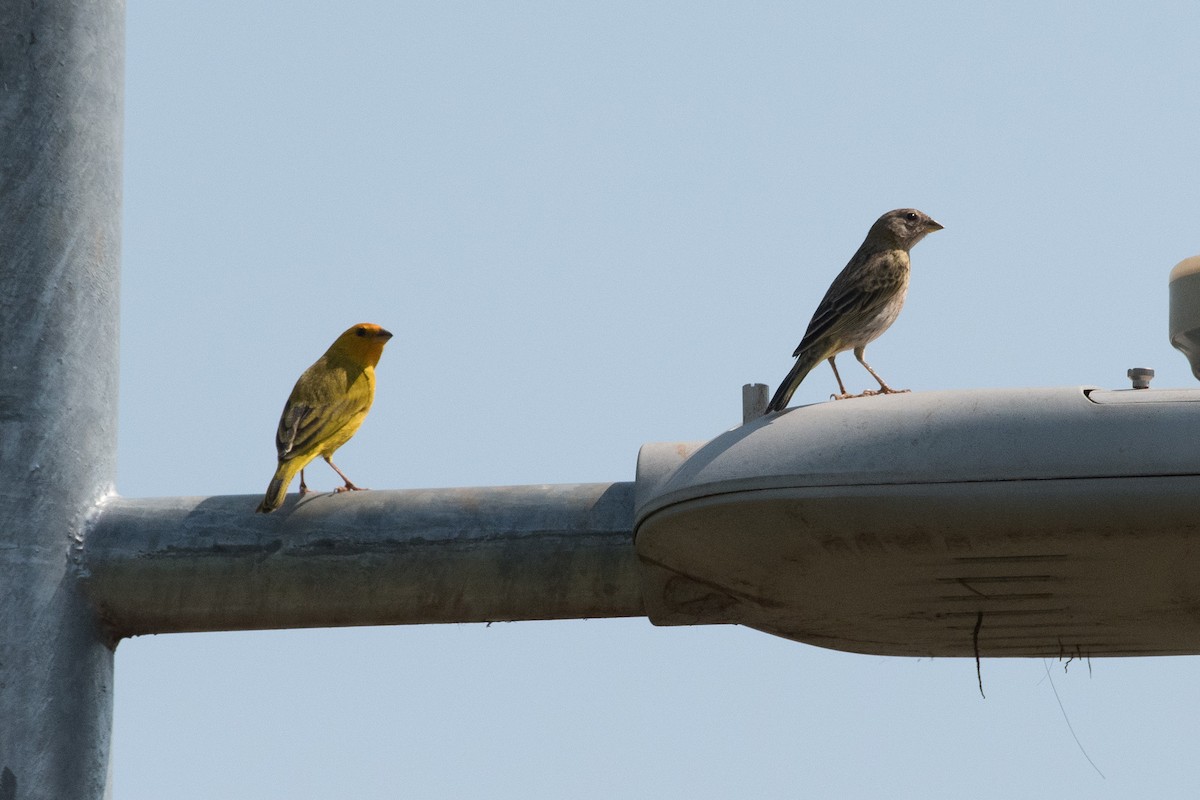 Saffron Finch - ML71681141