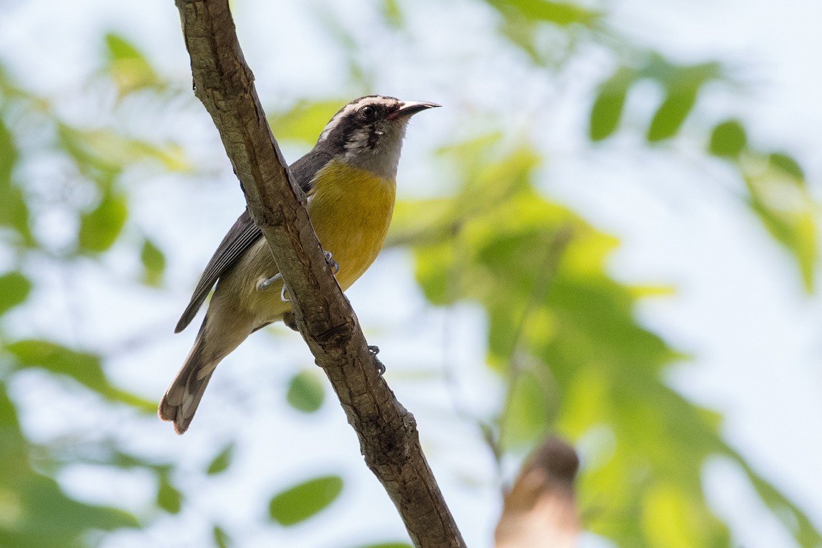 Bananaquit - ML71681241