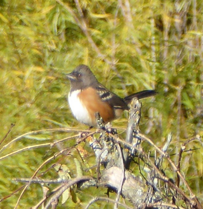 Spotted Towhee - ML71681311