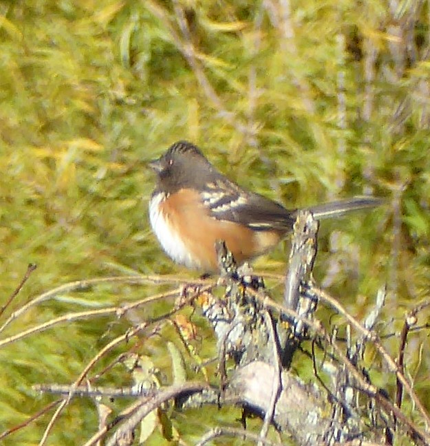 Spotted Towhee - Kathleen MacAulay