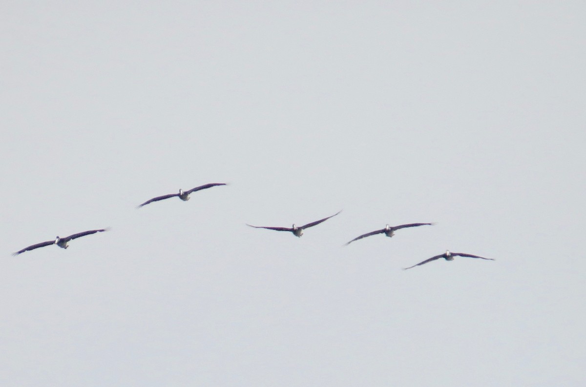 Brown Pelican - ML71681351