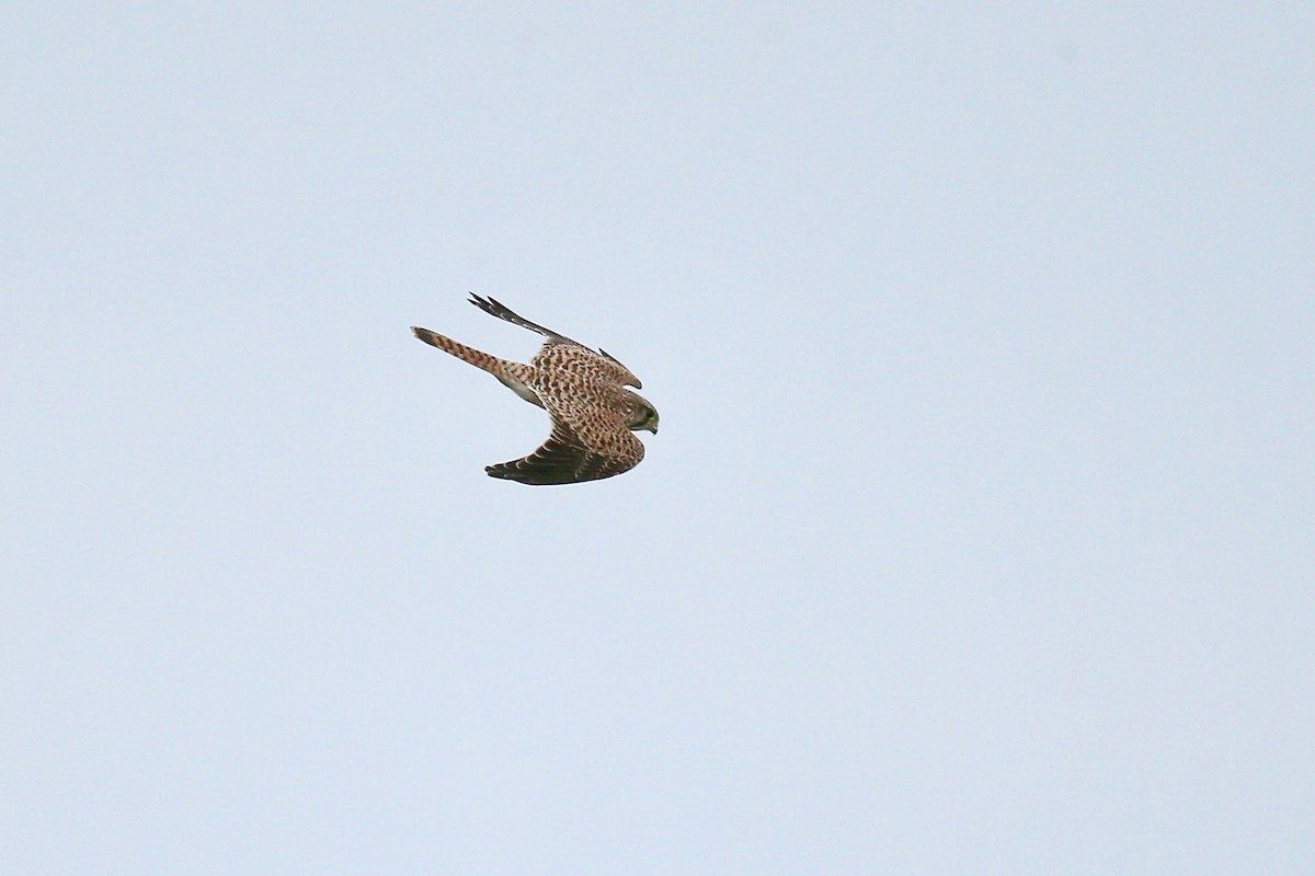 Eurasian Kestrel (Eurasian) - Ting-Wei (廷維) HUNG (洪)