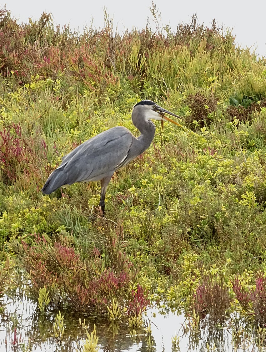 Garza Azulada - ML71682291