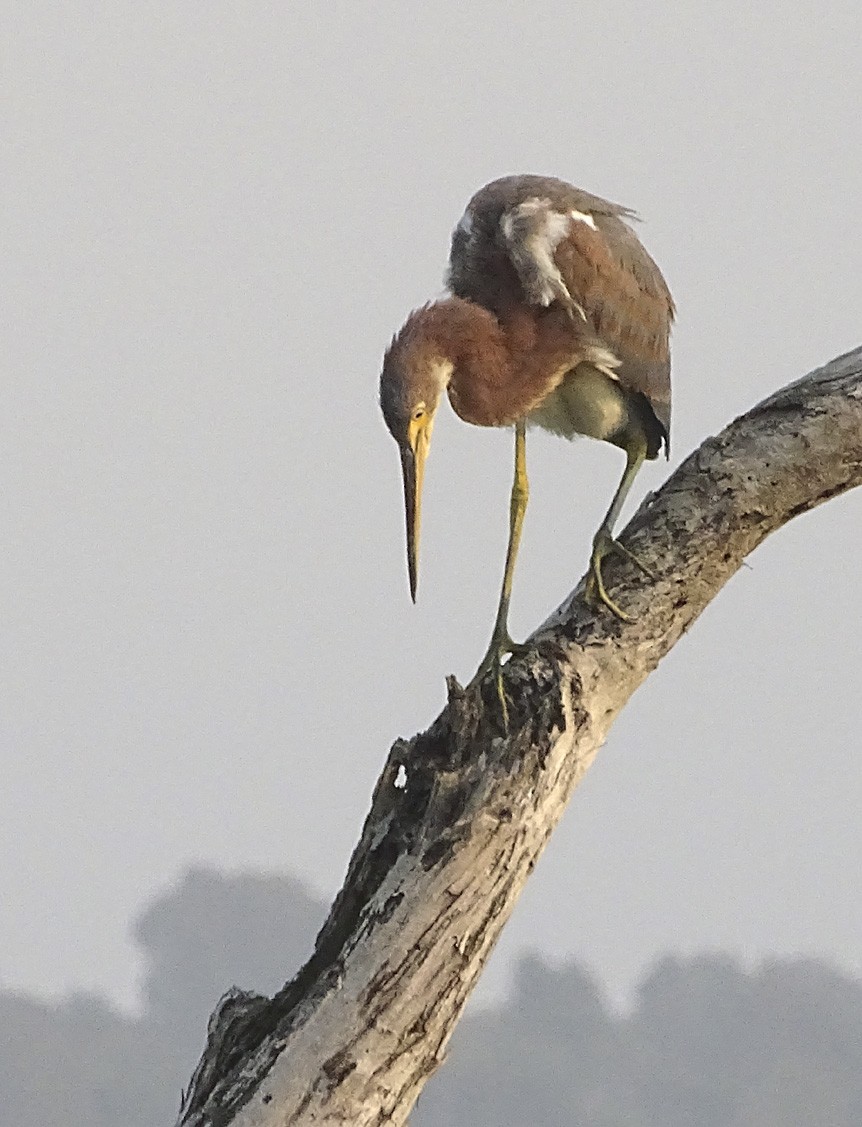 Tricolored Heron - ML71682331