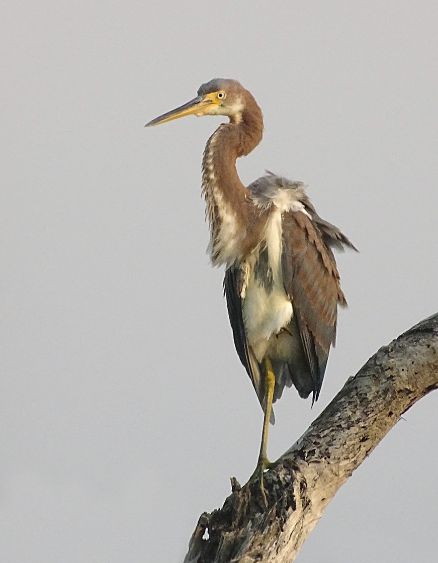 Tricolored Heron - ML71682341