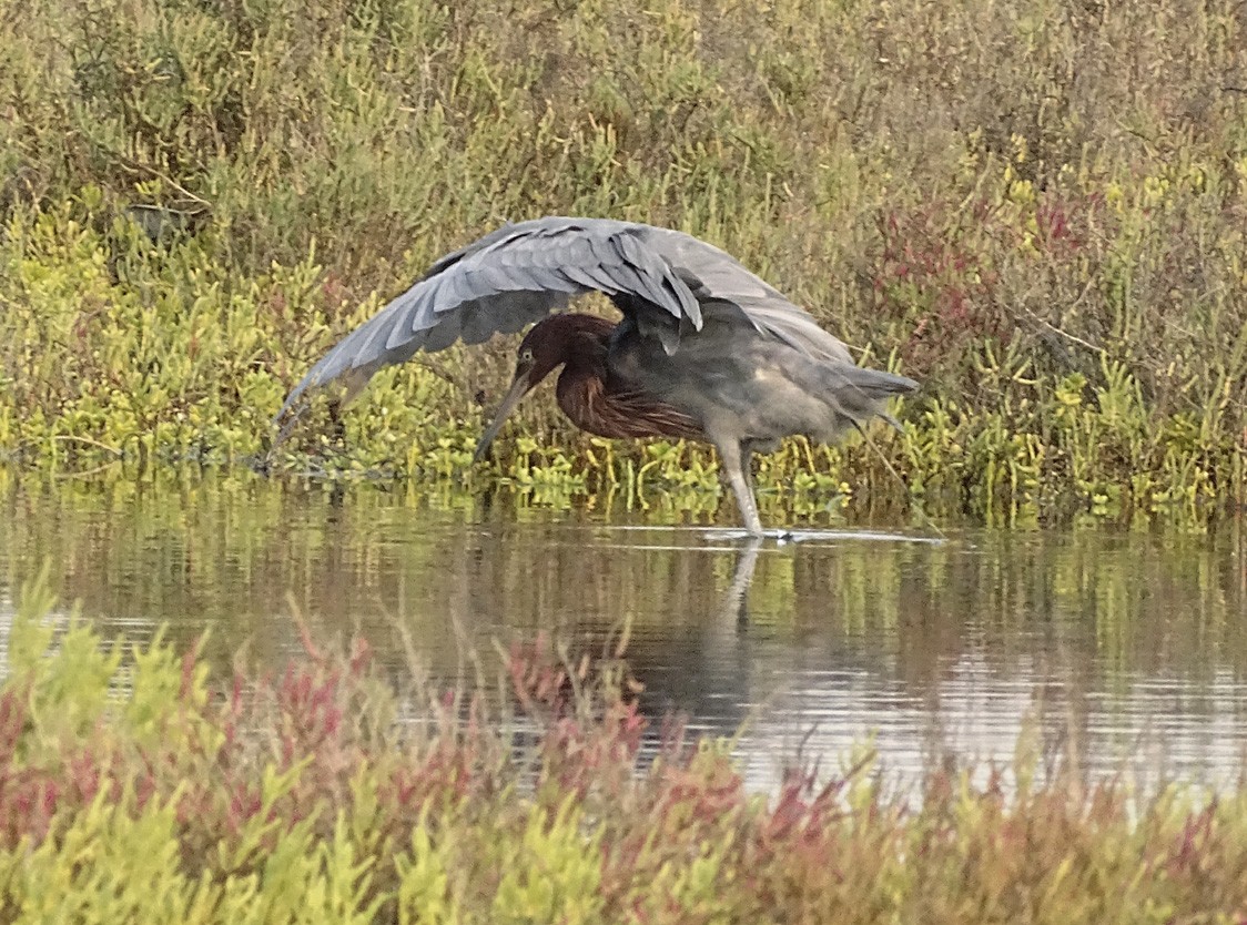 Reddish Egret - Nancy Overholtz