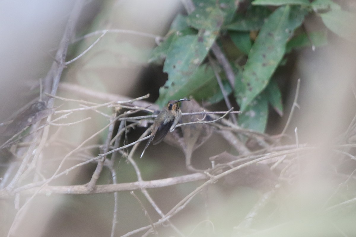 Гвианский колибри-отшельник - ML71683051