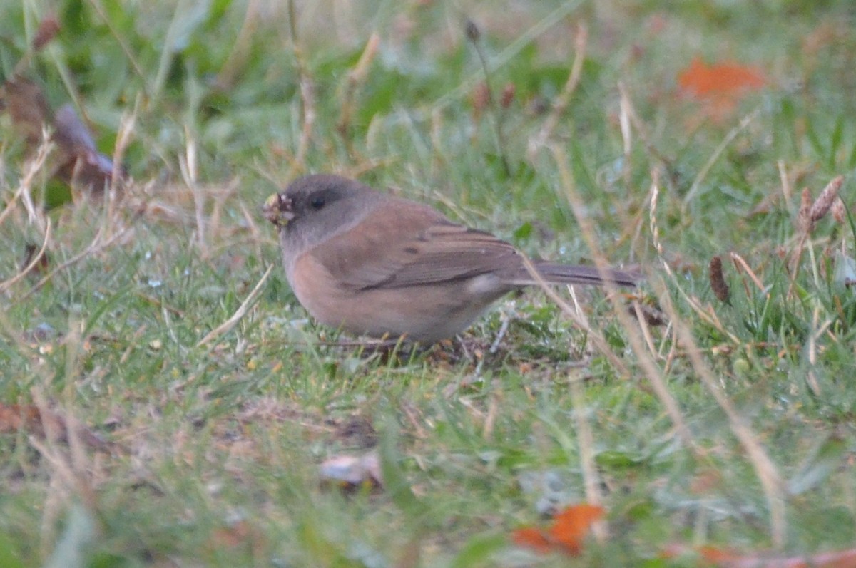 Dark-eyed Junco - Ben Roberts