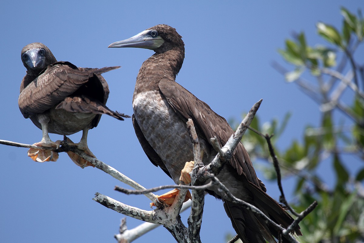 Brown Booby (Atlantic) - ML716838